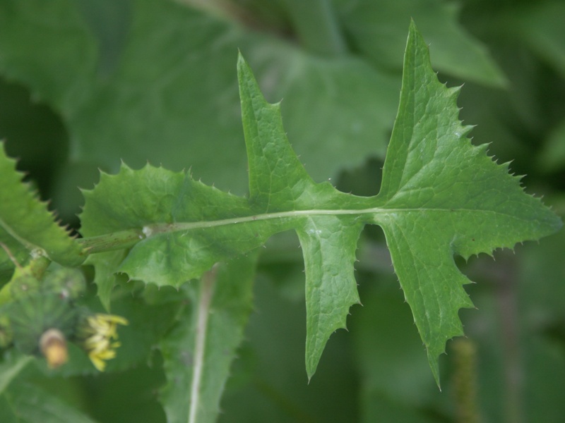 Image of Sonchus oleraceus specimen.