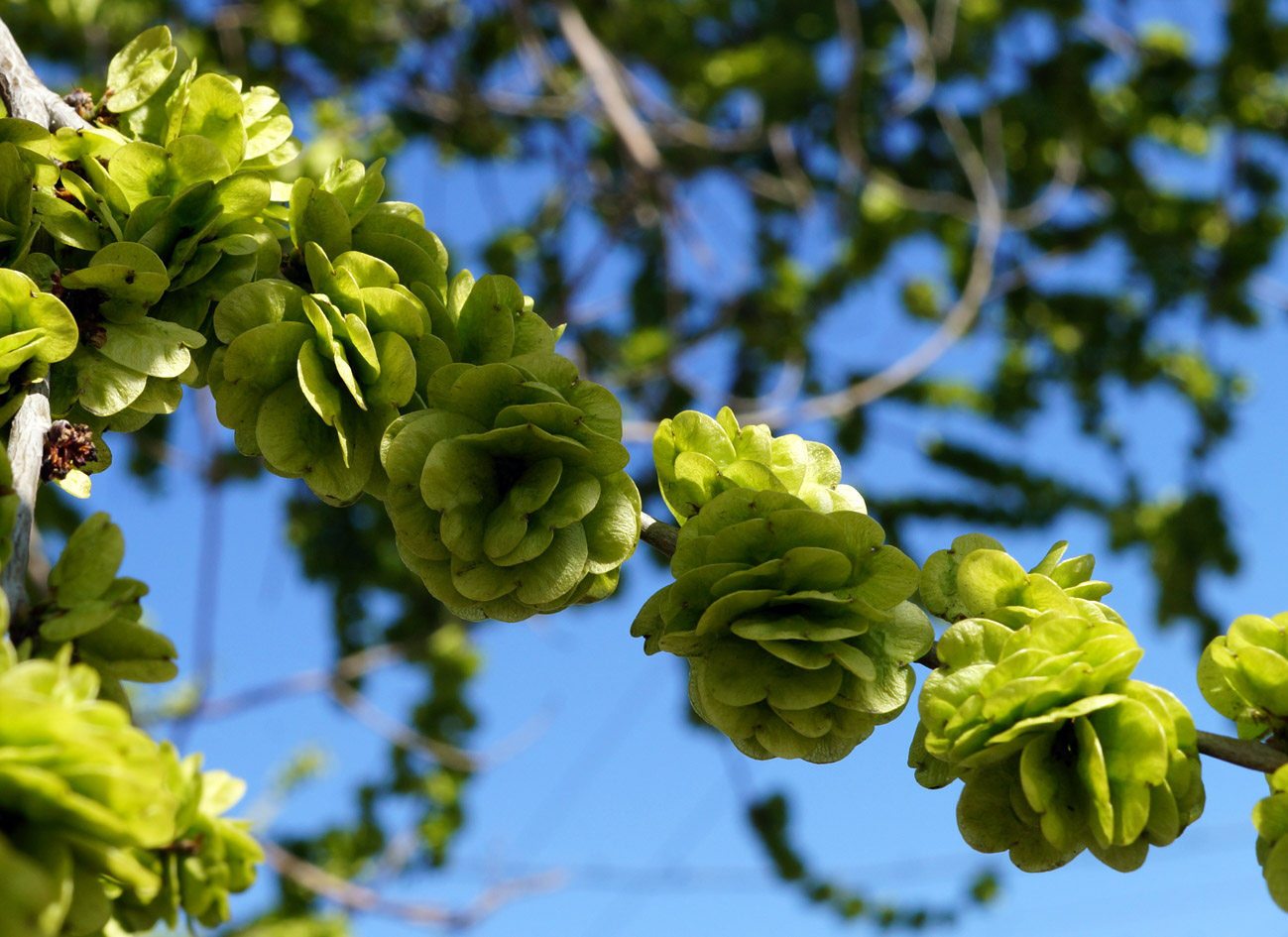 Изображение особи Ulmus pumila.