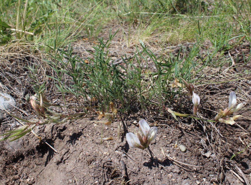 Изображение особи Astragalus palibinii.