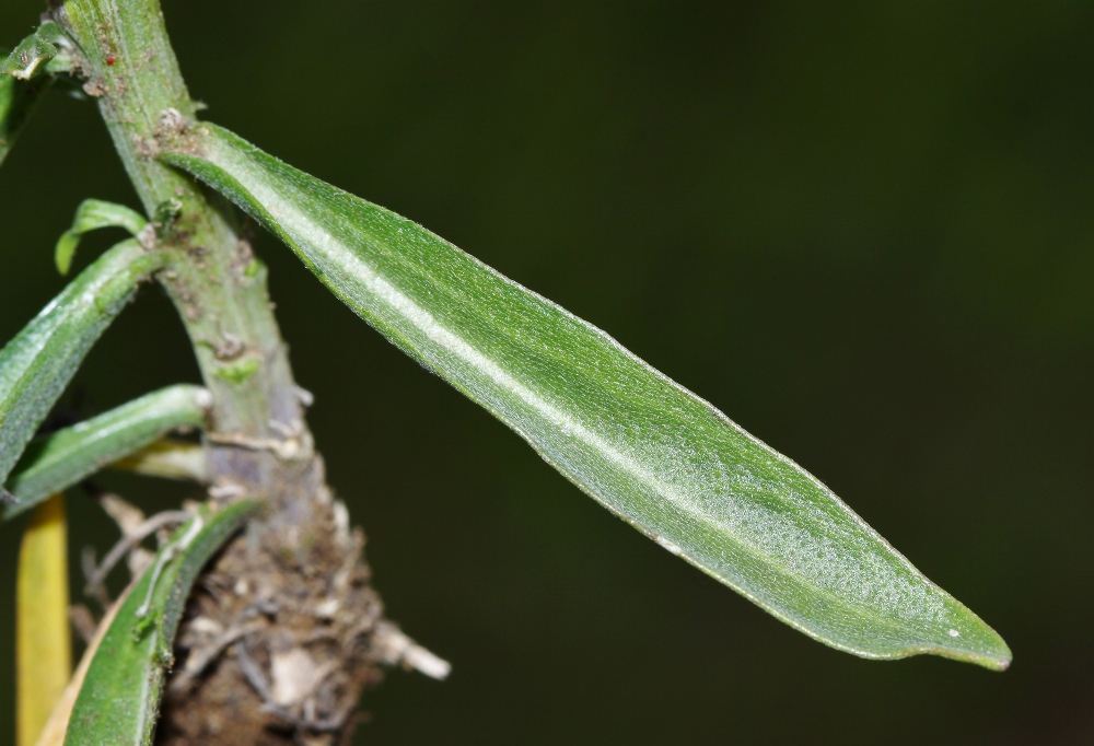 Image of Erysimum amurense specimen.