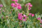 Lathyrus tuberosus. Верхушки цветущих и плодоносящих растений. Ростовская обл., Мясниковский р-н, Чулекская балка, степной склон. 16.06.2017.