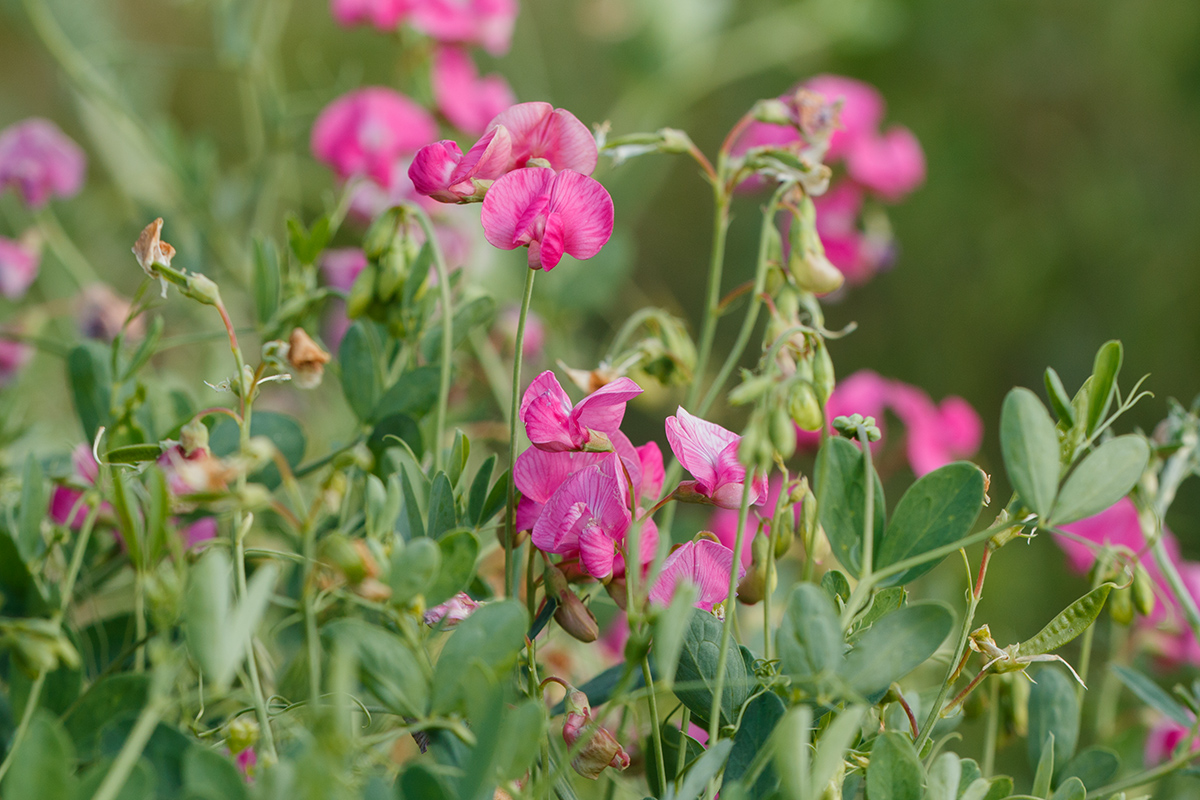 Изображение особи Lathyrus tuberosus.