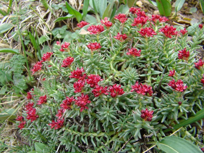 Изображение особи Rhodiola coccinea.