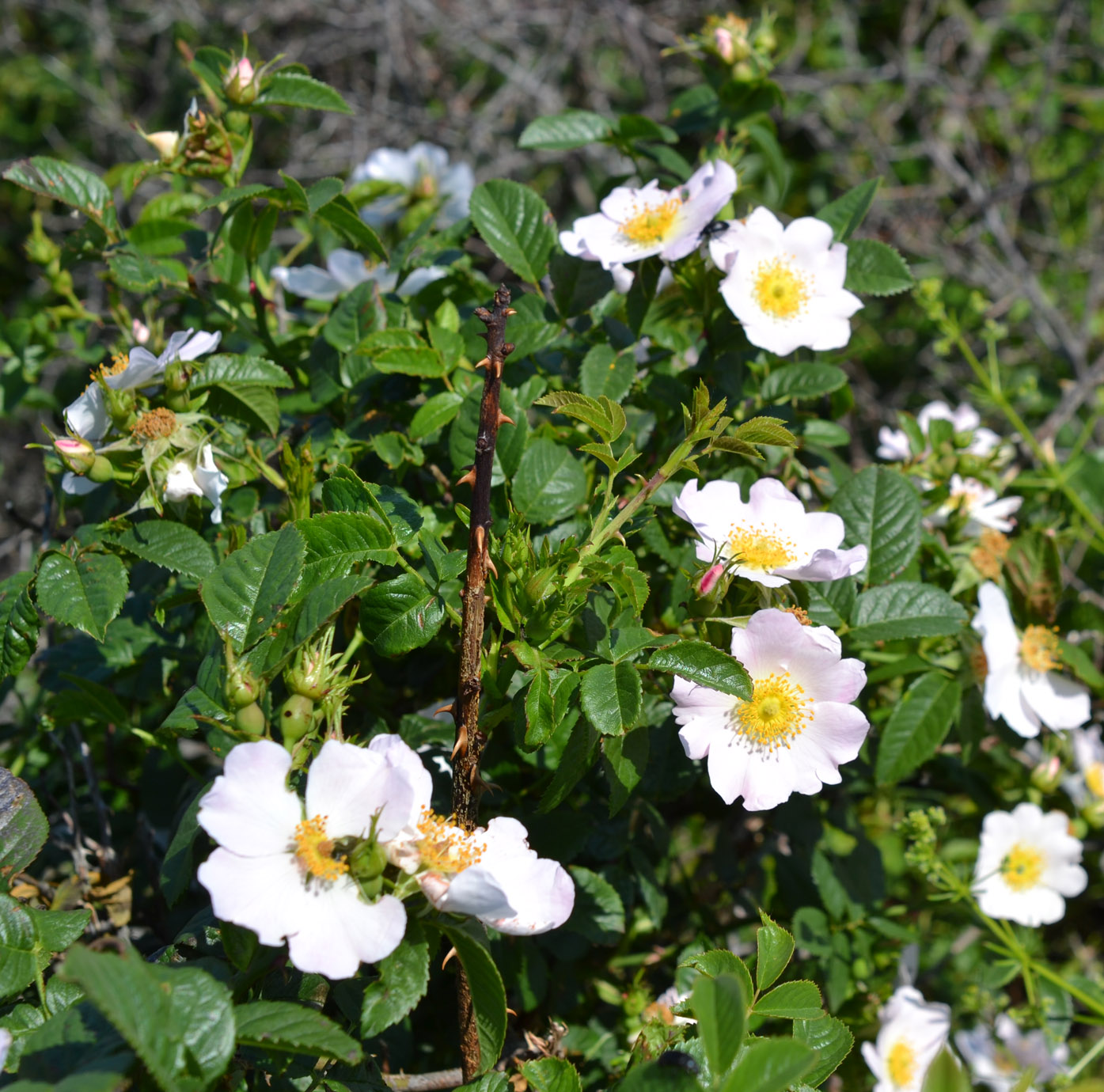Image of genus Rosa specimen.