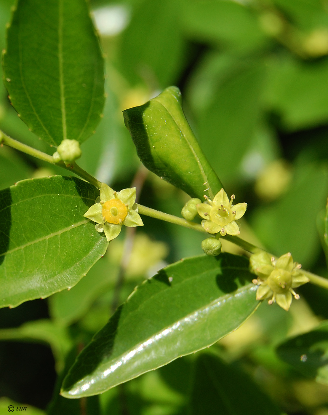 Image of Ziziphus jujuba specimen.