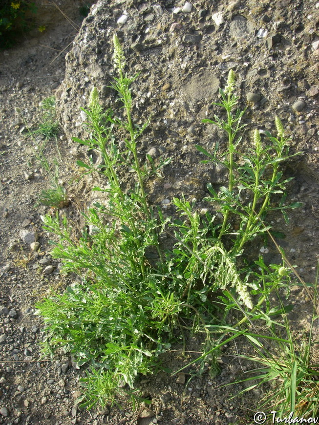 Изображение особи Reseda lutea.