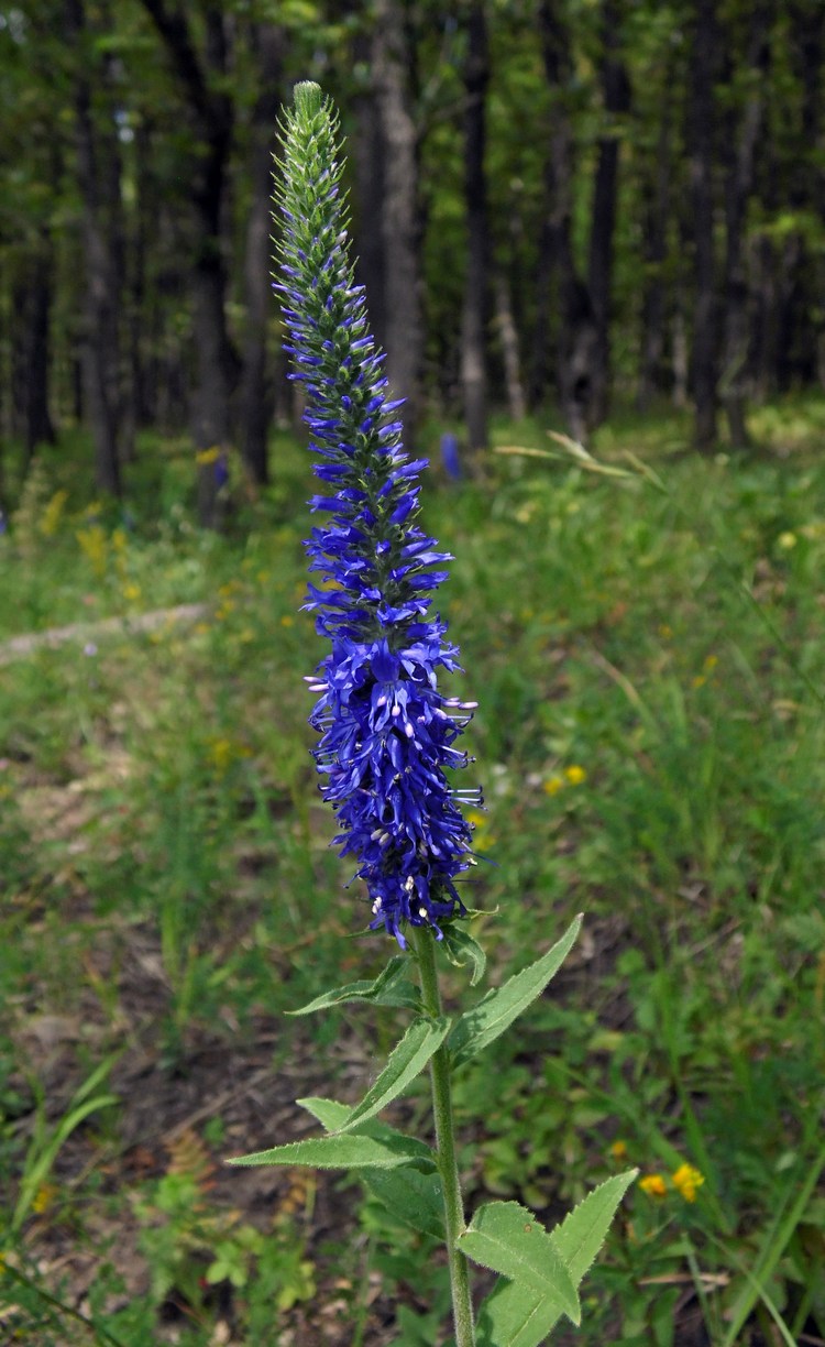 Image of Veronica spicata specimen.