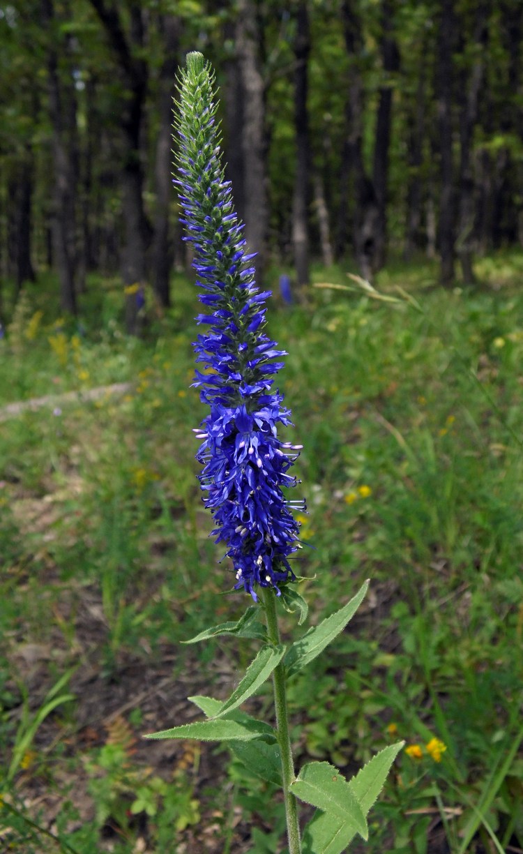 Изображение особи Veronica spicata.