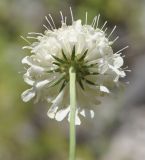 Scabiosa balcanica