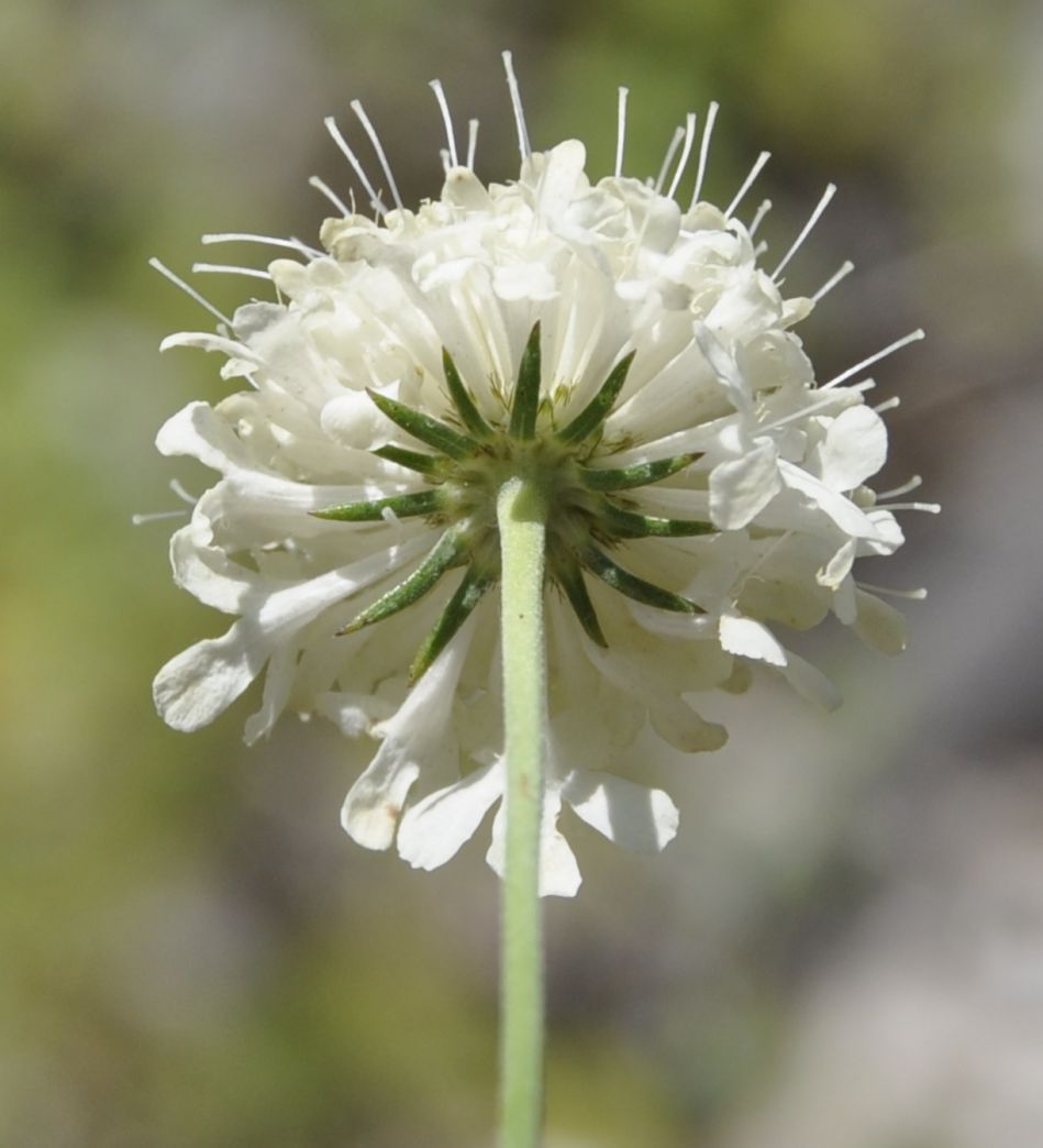 Image of Scabiosa balcanica specimen.