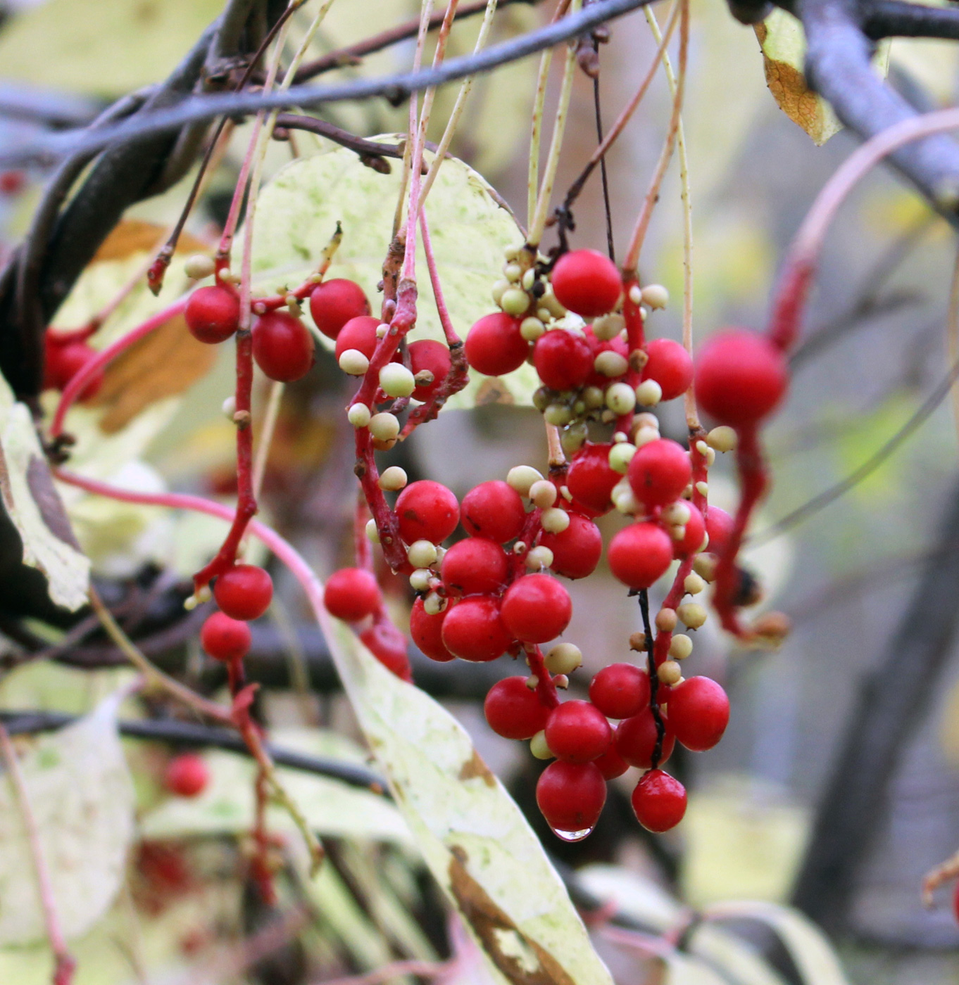 Image of Schisandra chinensis specimen.