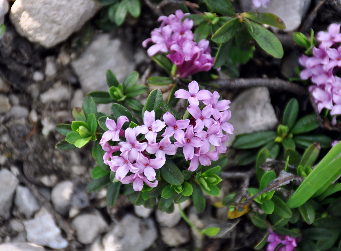 Изображение особи Daphne circassica.