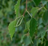 Betula pendula