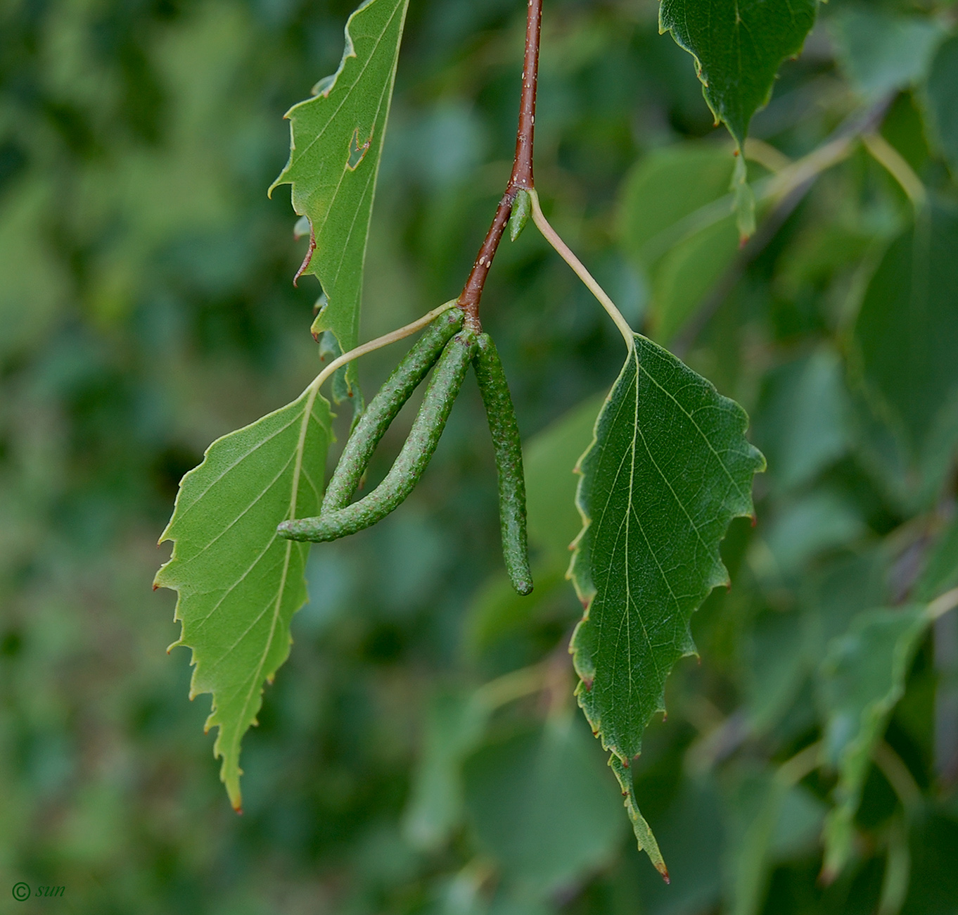 Image of Betula pendula specimen.