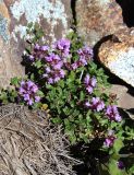 Thymus nummularius. Цветущее растение. Карачаево-Черкесия, Тебердинский заповедник, хр. Домбай, г. Мусса-Ачитара, каменистая осыпь. 27.07.2017.