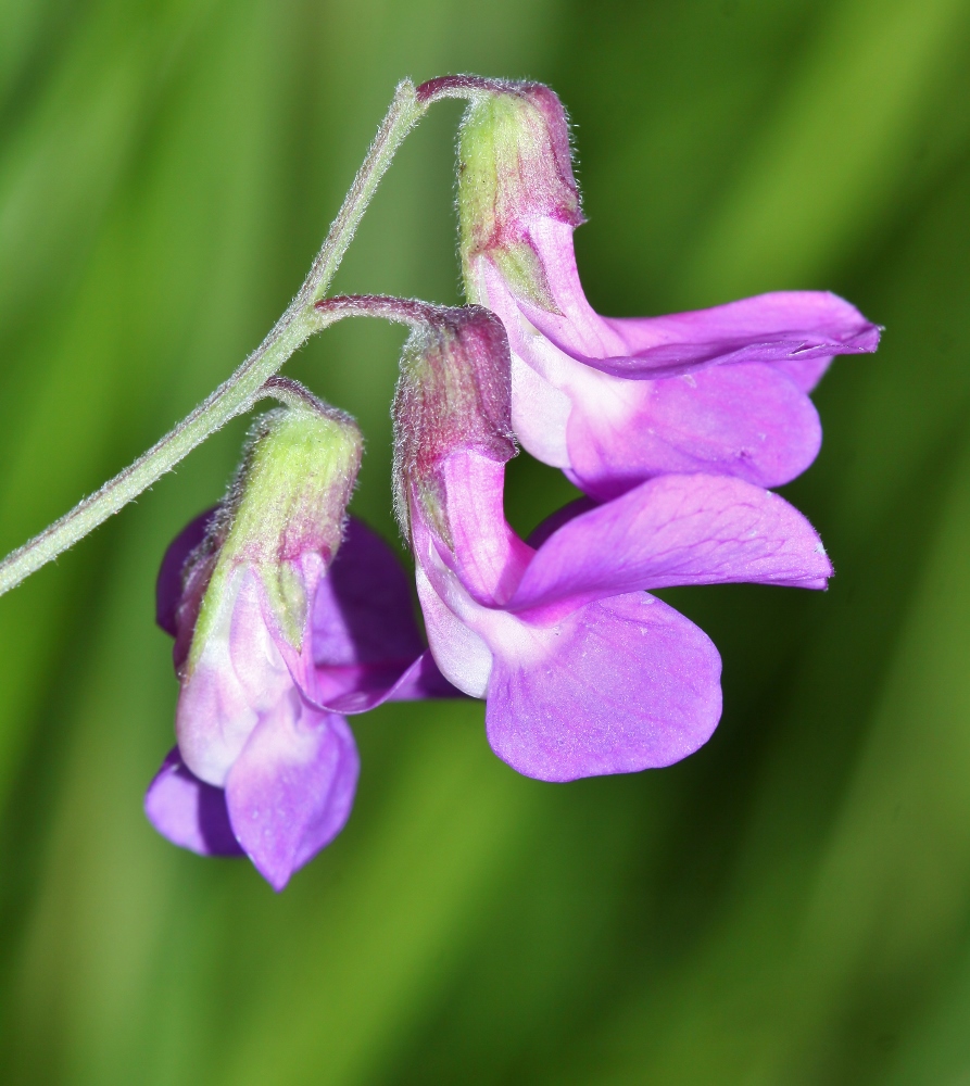 Изображение особи Lathyrus pilosus.