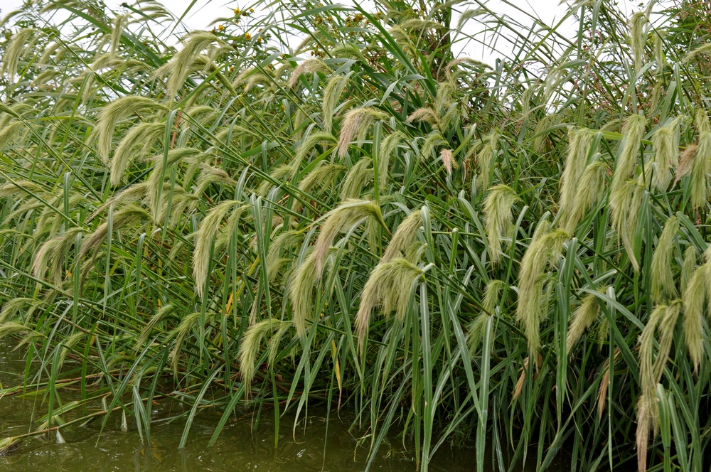 Image of Echinochloa caudata specimen.