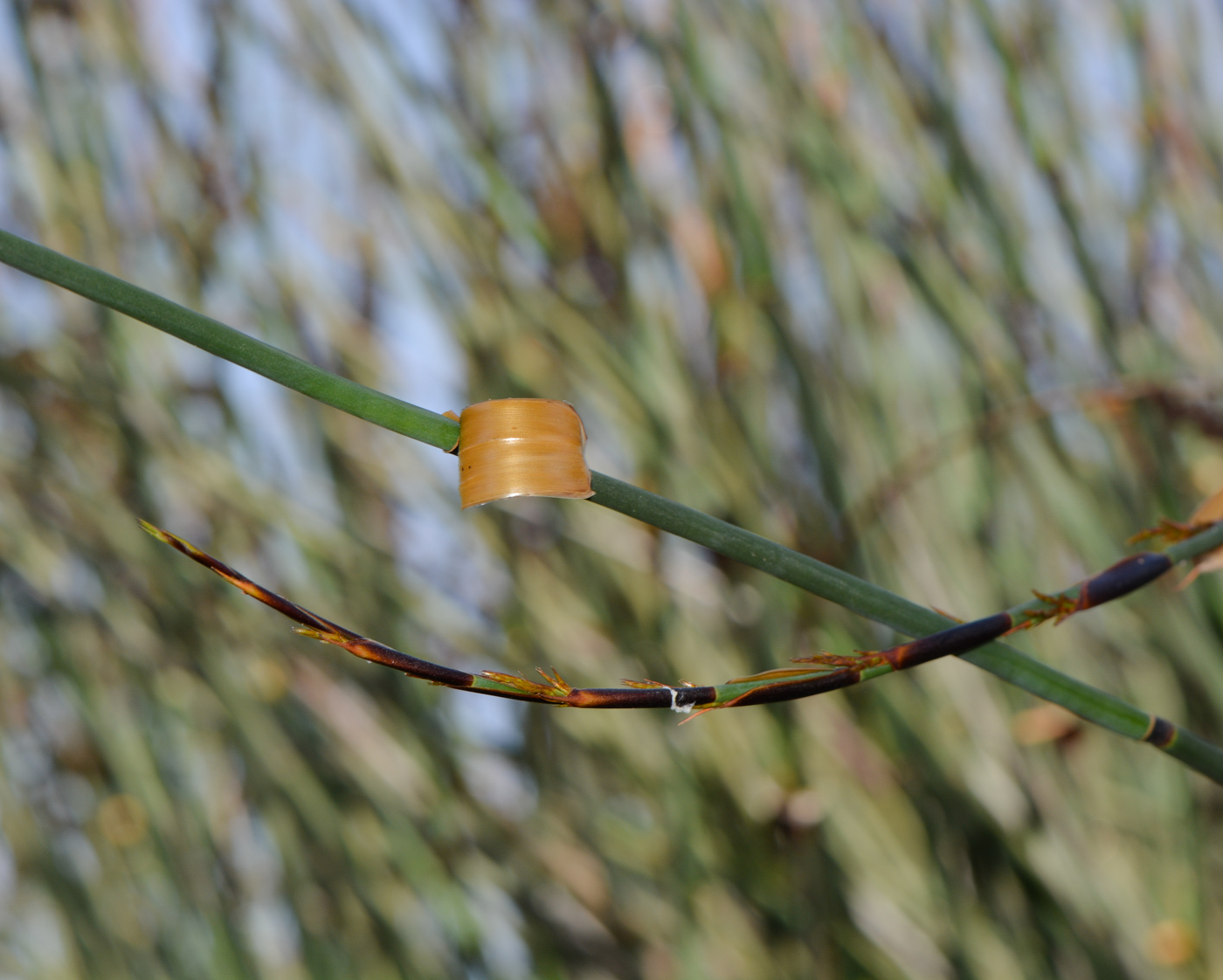 Image of Elegia tectorum specimen.