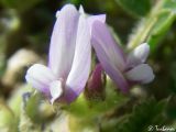 Astragalus sinaicus