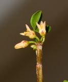 Commiphora gileadensis