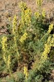 Artemisia adamsii