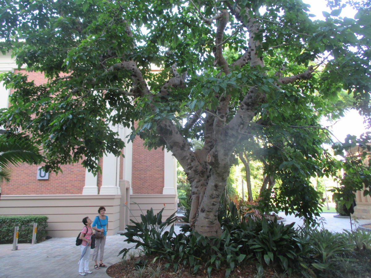 Image of Ficus racemosa specimen.