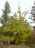 Acer campestre