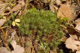 Polytrichum juniperinum. Вегетирующие растения, на почве. Средний Урал, Пермский край, Добрянский р-н, 3 км от ст. Ярино к востоку, смешанный лес. 14 октября 2017 г.