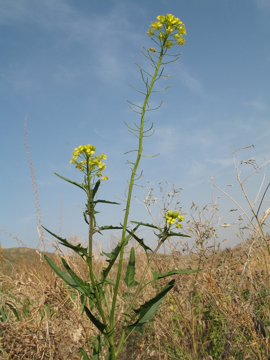 Изображение особи Sisymbrium loeselii.