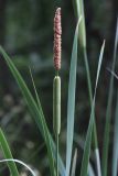 Typha latifolia