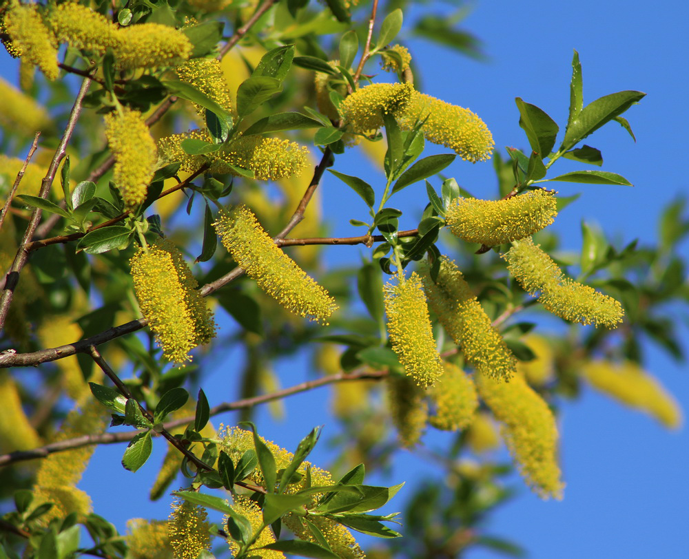 Изображение особи Salix pentandra.