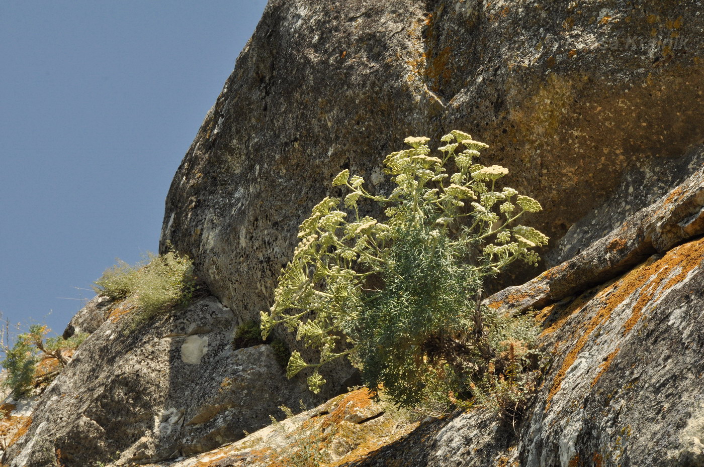 Image of Seseli gummiferum specimen.