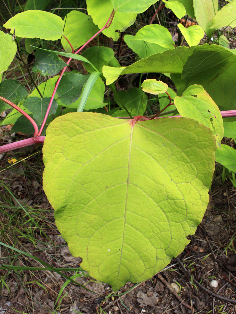 Изображение особи Reynoutria japonica.