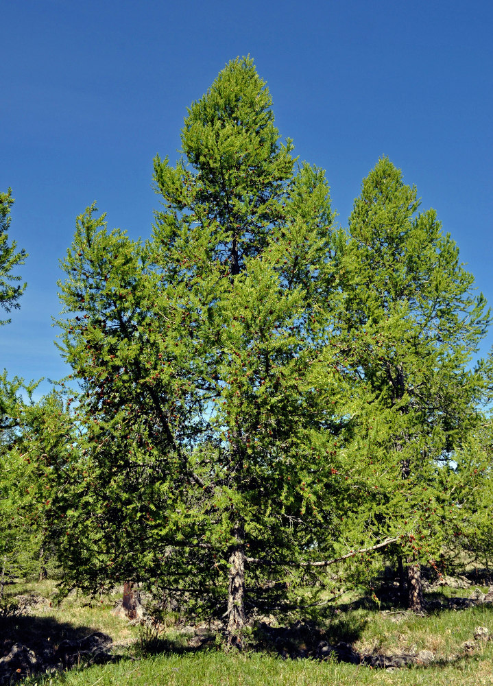 Изображение особи Larix sibirica.