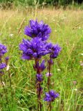 Campanula glomerata