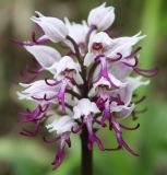 Orchis simia. Соцветие. Крым, Бахчисарайский р-н, окр. с. Трудолюбовка. 05.05.2010.