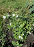 Malva moschata