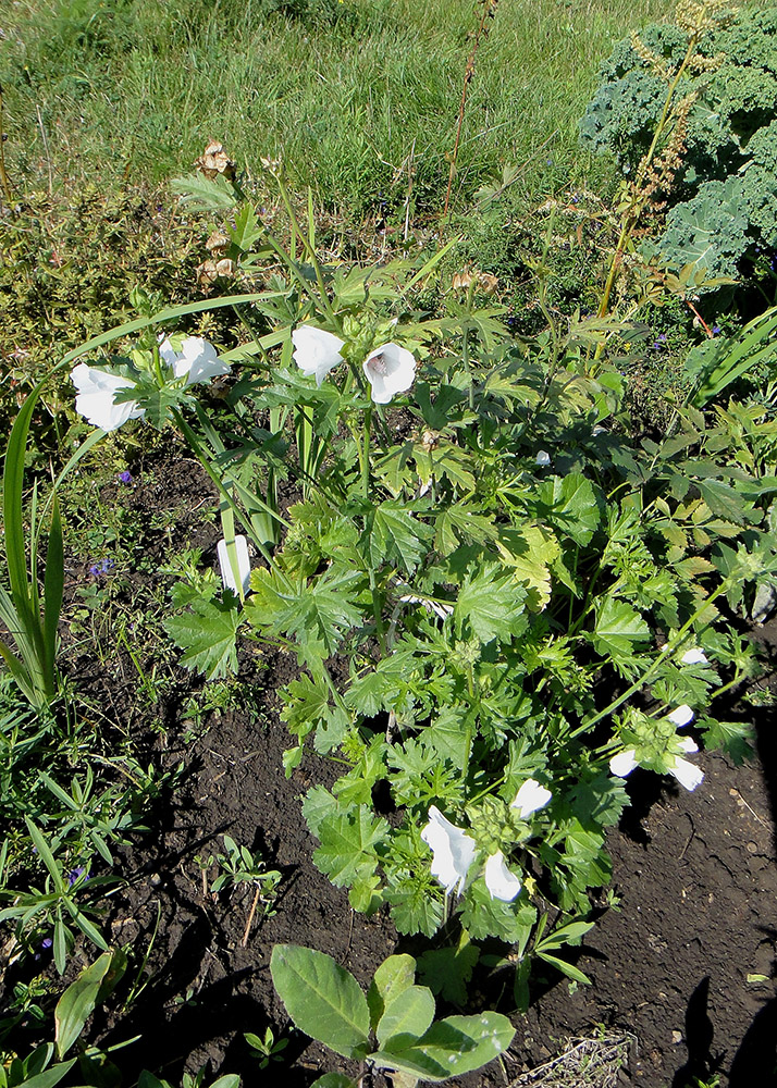 Image of Malva moschata specimen.