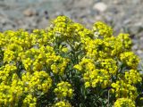 Alyssum lenense. Часть цветущего растения. Иркутская обл., Иркутский р-н, окр. пос. Бол. Голоустное, обочина дороги. 29.05.2017.