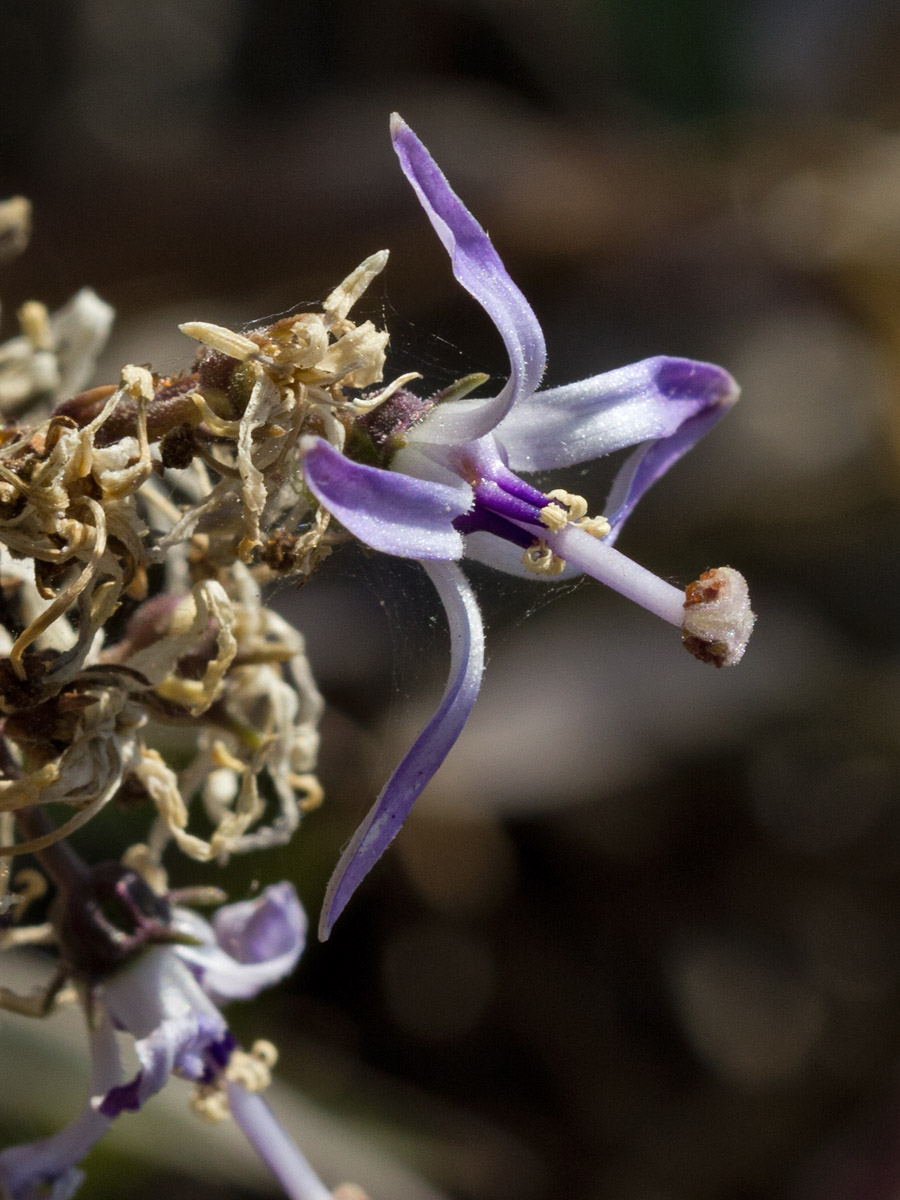 Image of Petromarula pinnata specimen.