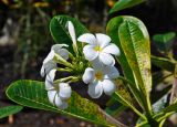 Plumeria obtusa