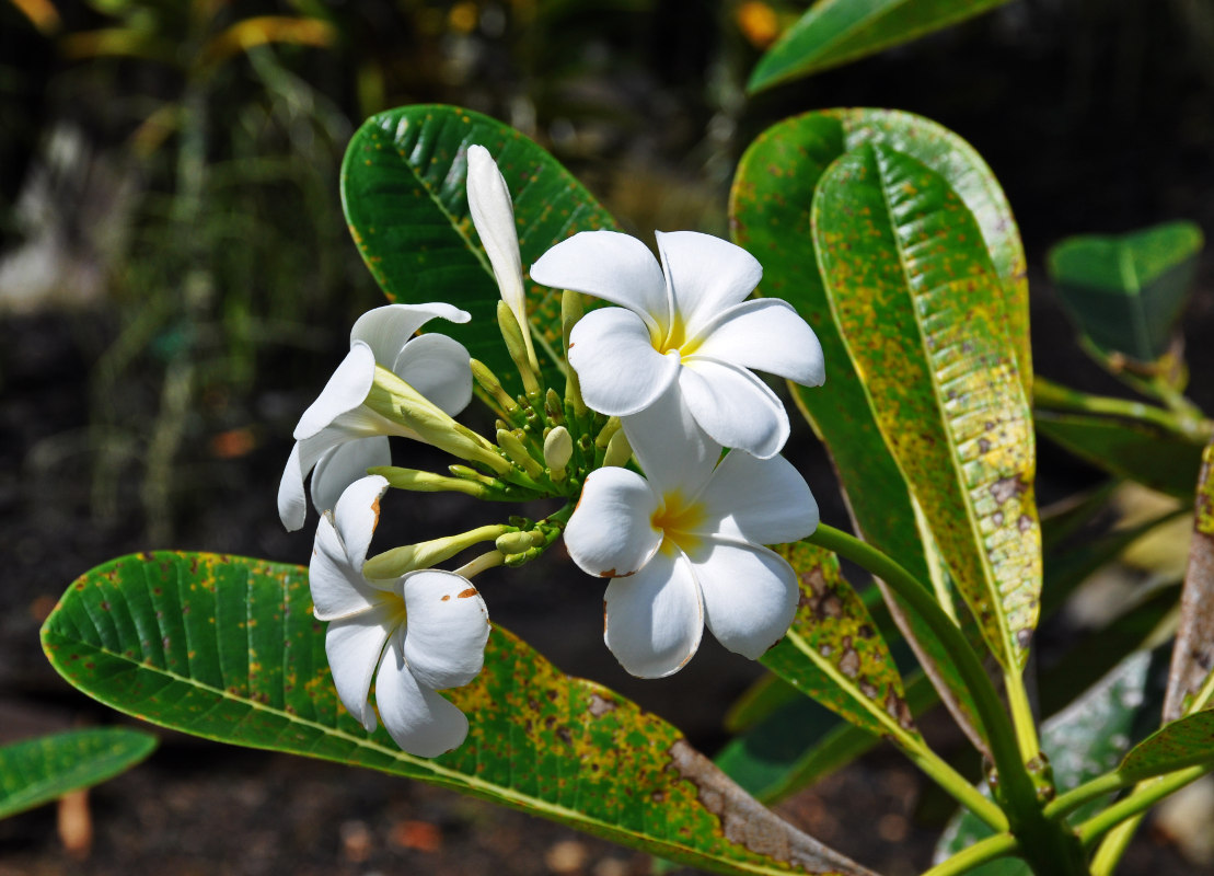 Изображение особи Plumeria obtusa.