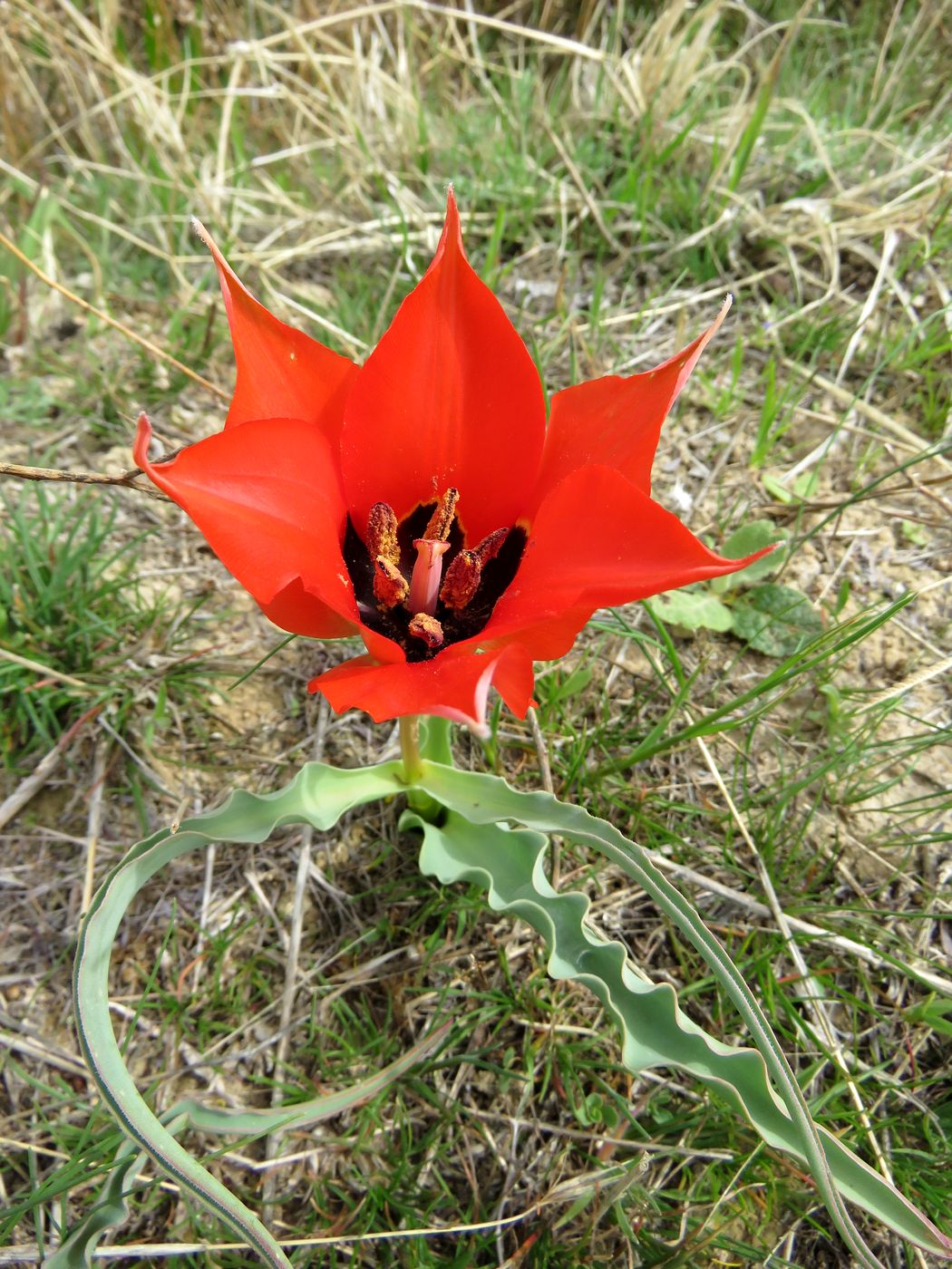 Изображение особи Tulipa tubergeniana.