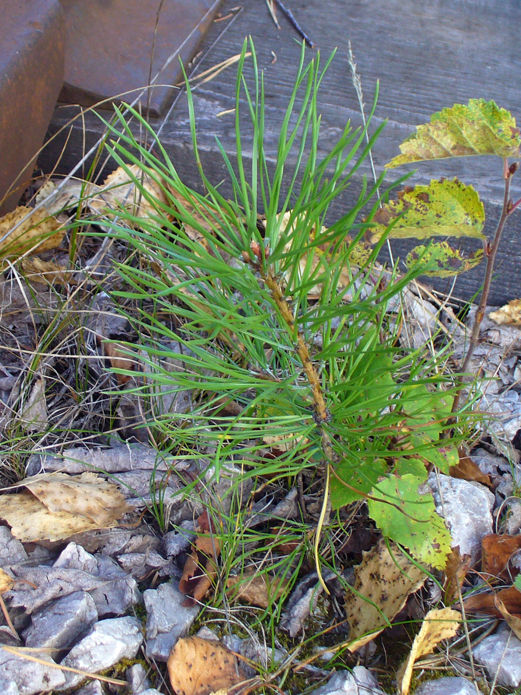 Изображение особи Pinus sylvestris.