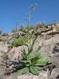 Camelina rumelica