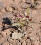 Plantago подвид deflexa