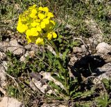 Erysimum cuspidatum