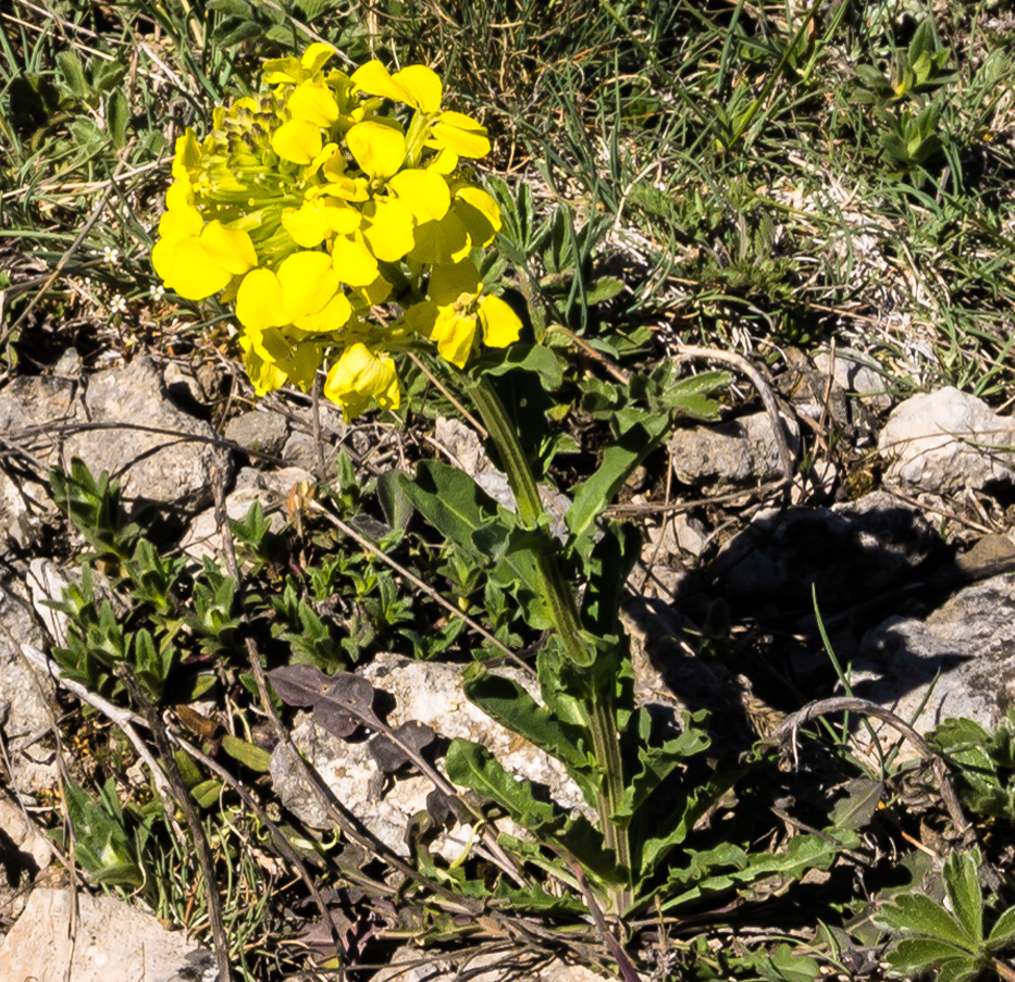 Image of Erysimum cuspidatum specimen.