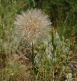 Tragopogon capitatus