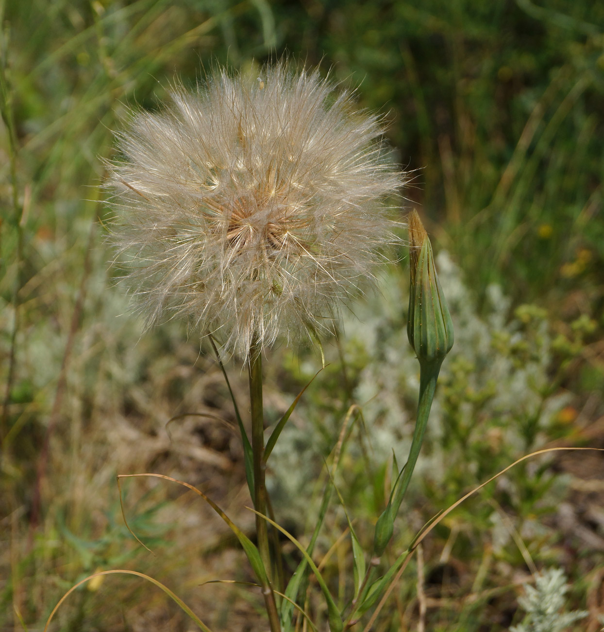 Image of Tragopogon capitatus specimen.